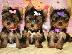PoulaTo: yorkshire Mini puppies 80€
